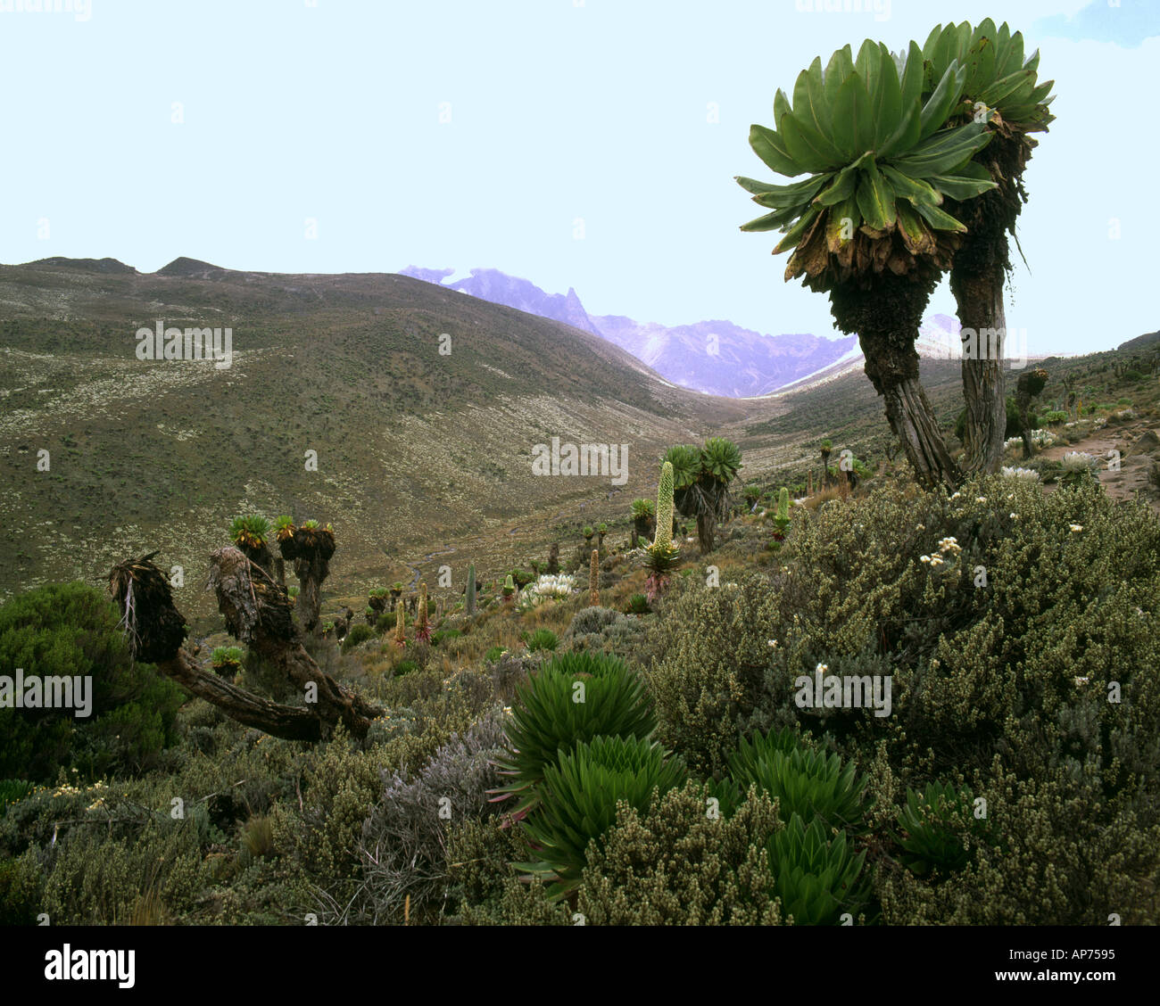 Monte Kenya Kenya Groundsel y lobelias gigantes en el valle Teleki a lo largo de la ruta mackinder Foto de stock