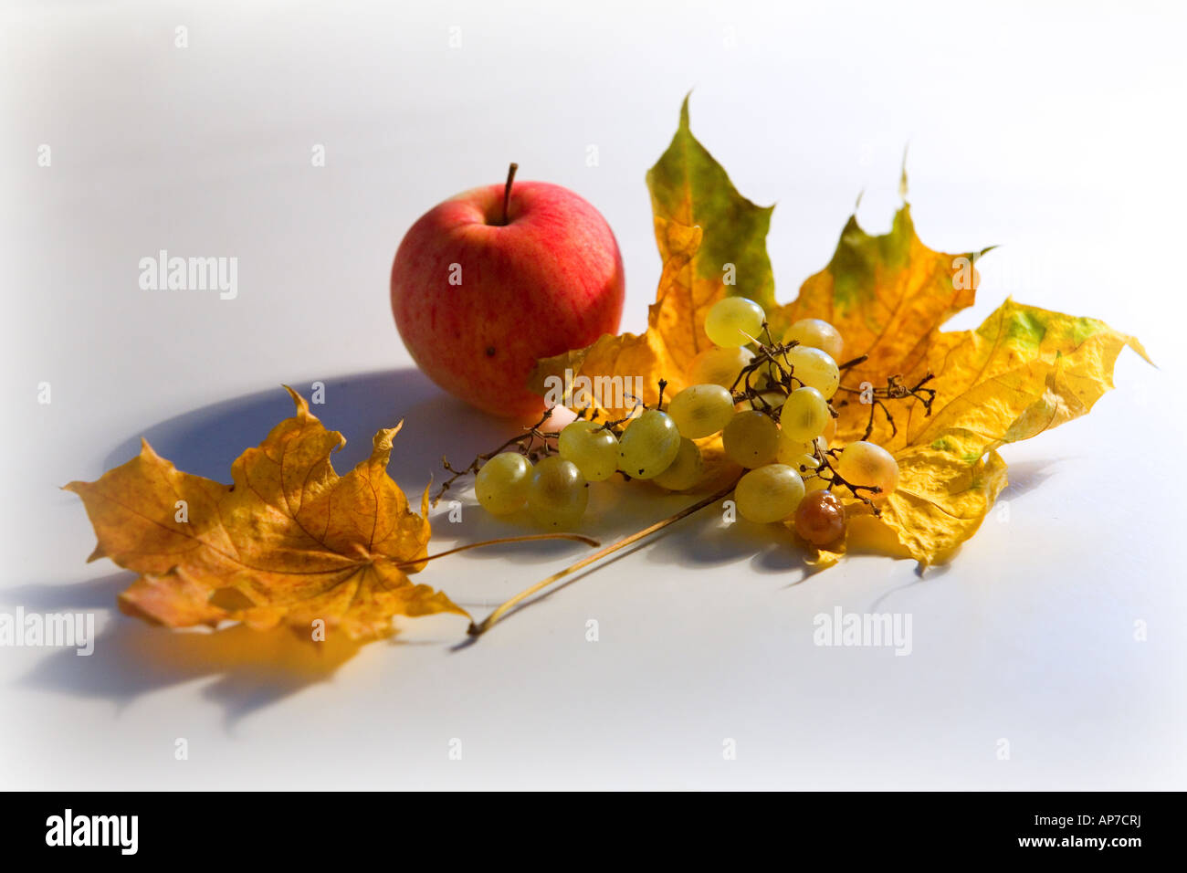 El otoño de la vida con una uva Foto de stock