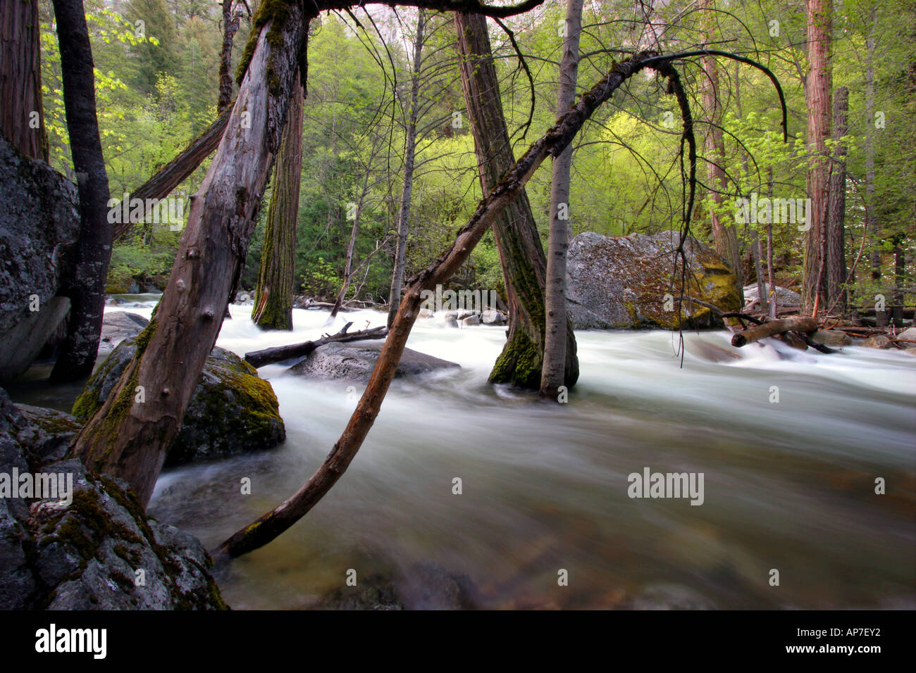Río Merced, el parque nacional Yosemite Foto de stock
