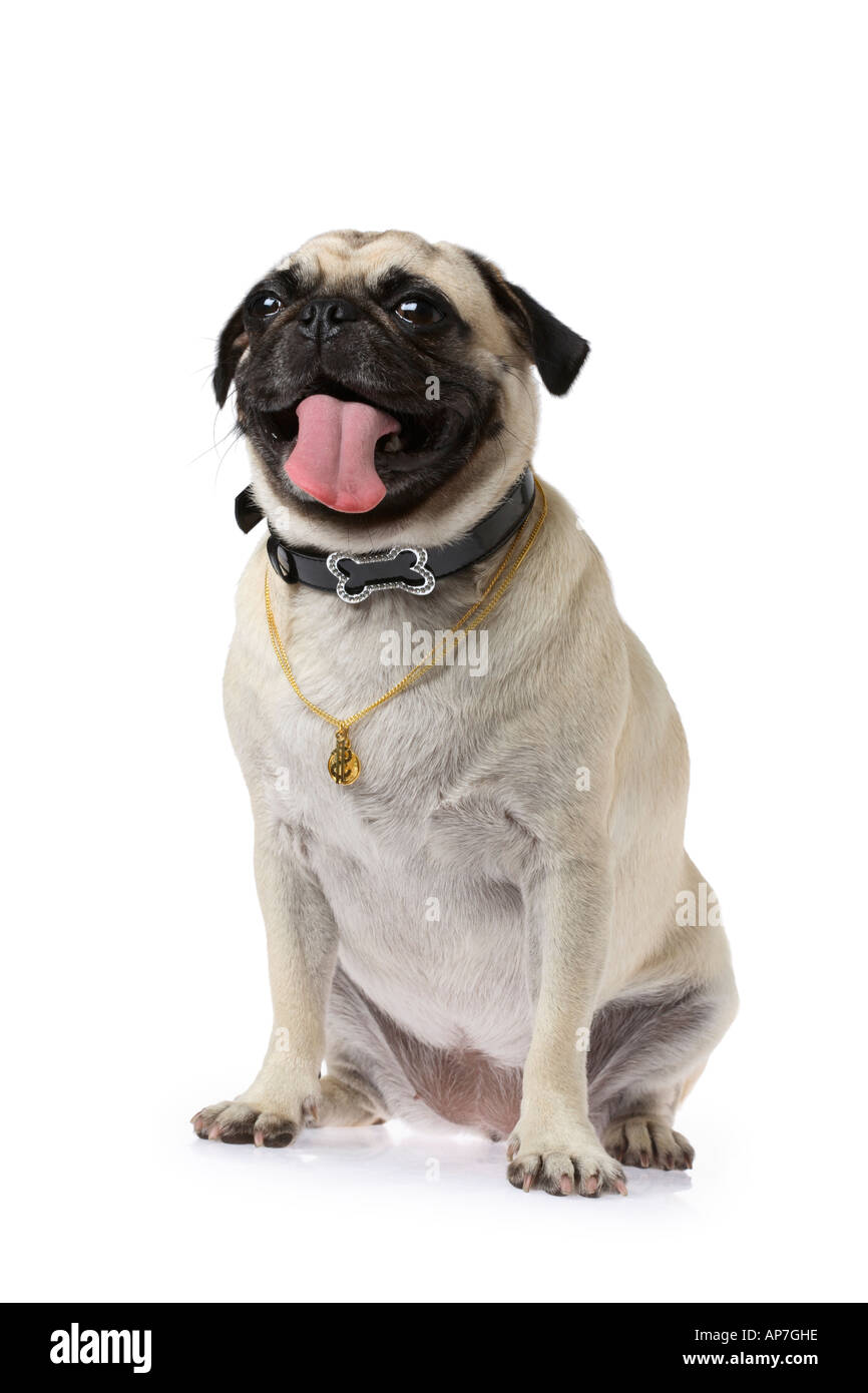 Perro Pug con diamantes collar con clavos y cadenas de oro Fotografía de  stock - Alamy