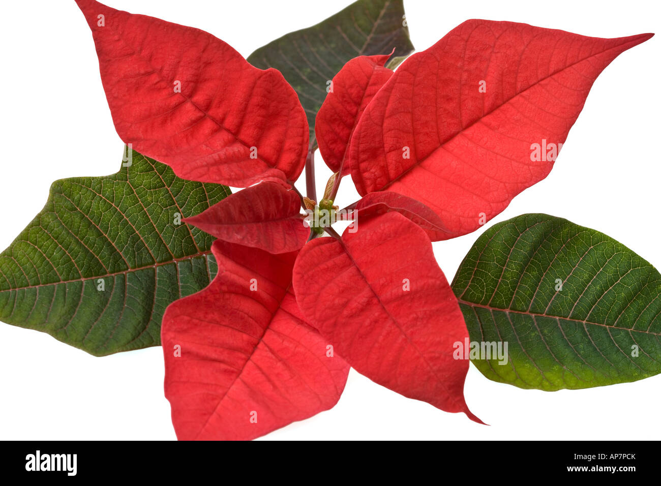 Poinsettia Euphorbia pulcherrima Foto de stock