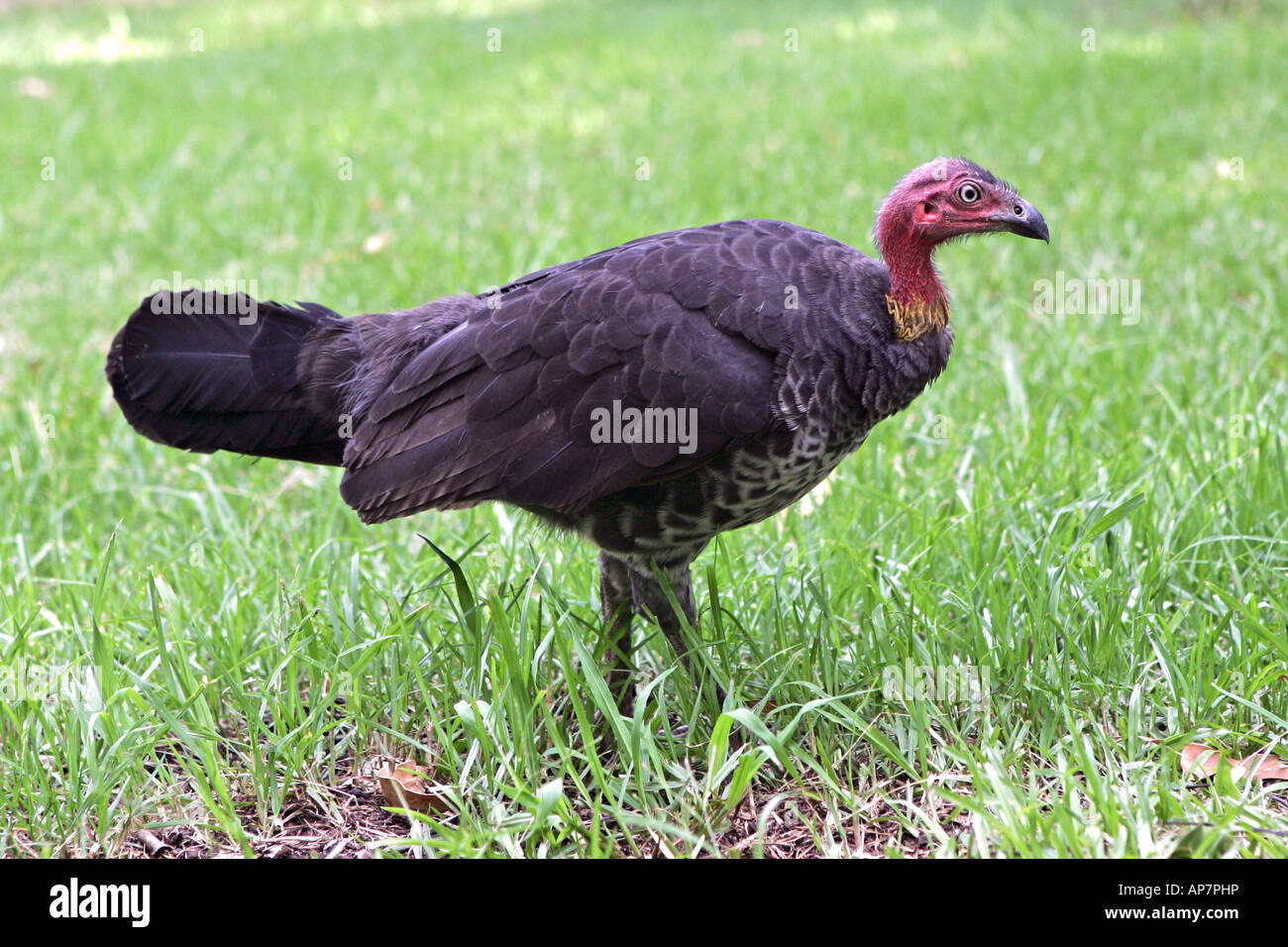 Pavo matorral hembra fotografías e imágenes de alta resolución Alamy