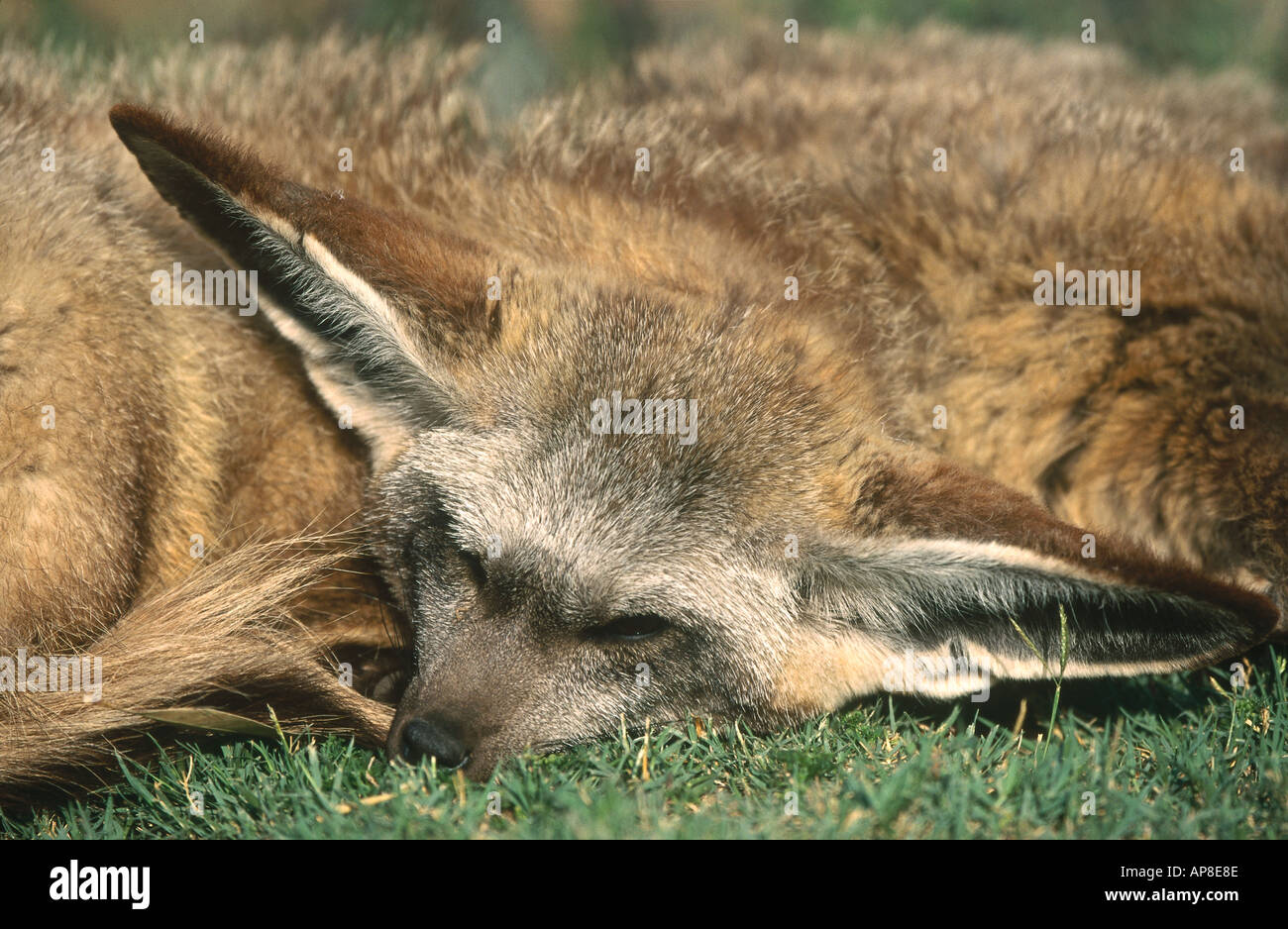 Close-up de zorro del desierto, durmiendo en el campo Foto de stock