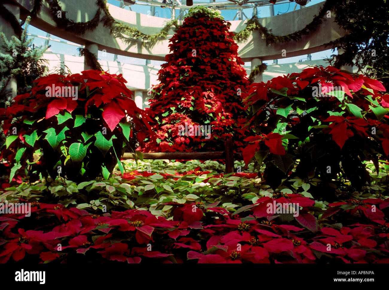Poinsettia, flor de pascua, llama la hoja, Noche Buena, La fiesta de Navidad,  el Jardín Botánico, San Antonio, Texas, Estados Unidos, América del Norte  Fotografía de stock - Alamy