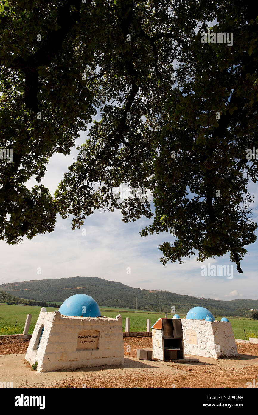 Israel la Baja Galilea Monte Tabor roble Quercus Ithaburensis por la tumba de Rabí Aba Halafta Foto de stock