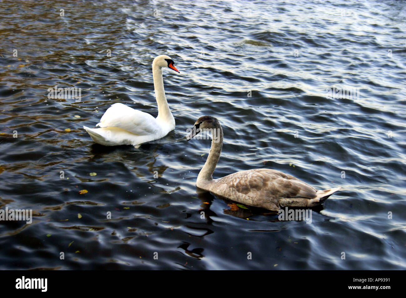 Swan y su adolescente Signet en un tranquilo lago en Tipperary Irlanda Foto de stock