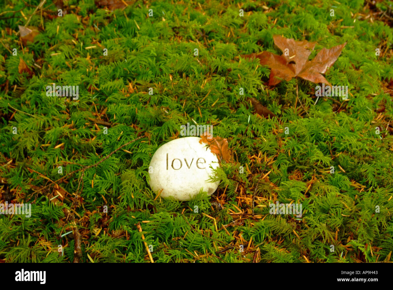 Con la palabra amor en piedra tallada en el musgo en un bosque Foto de stock