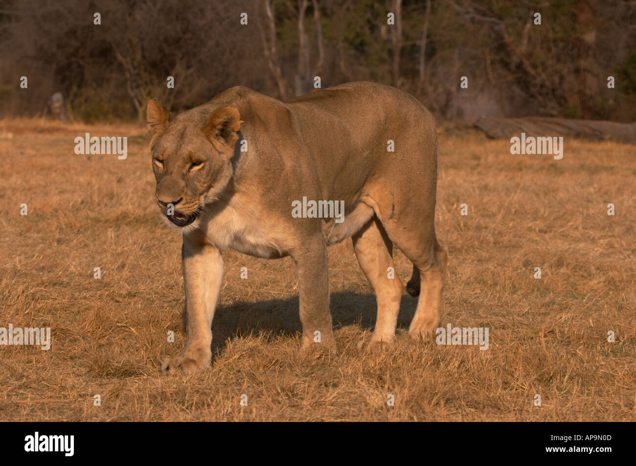 Cazadores de leones fotografías e imágenes de alta resolución - Página 8 -  Alamy