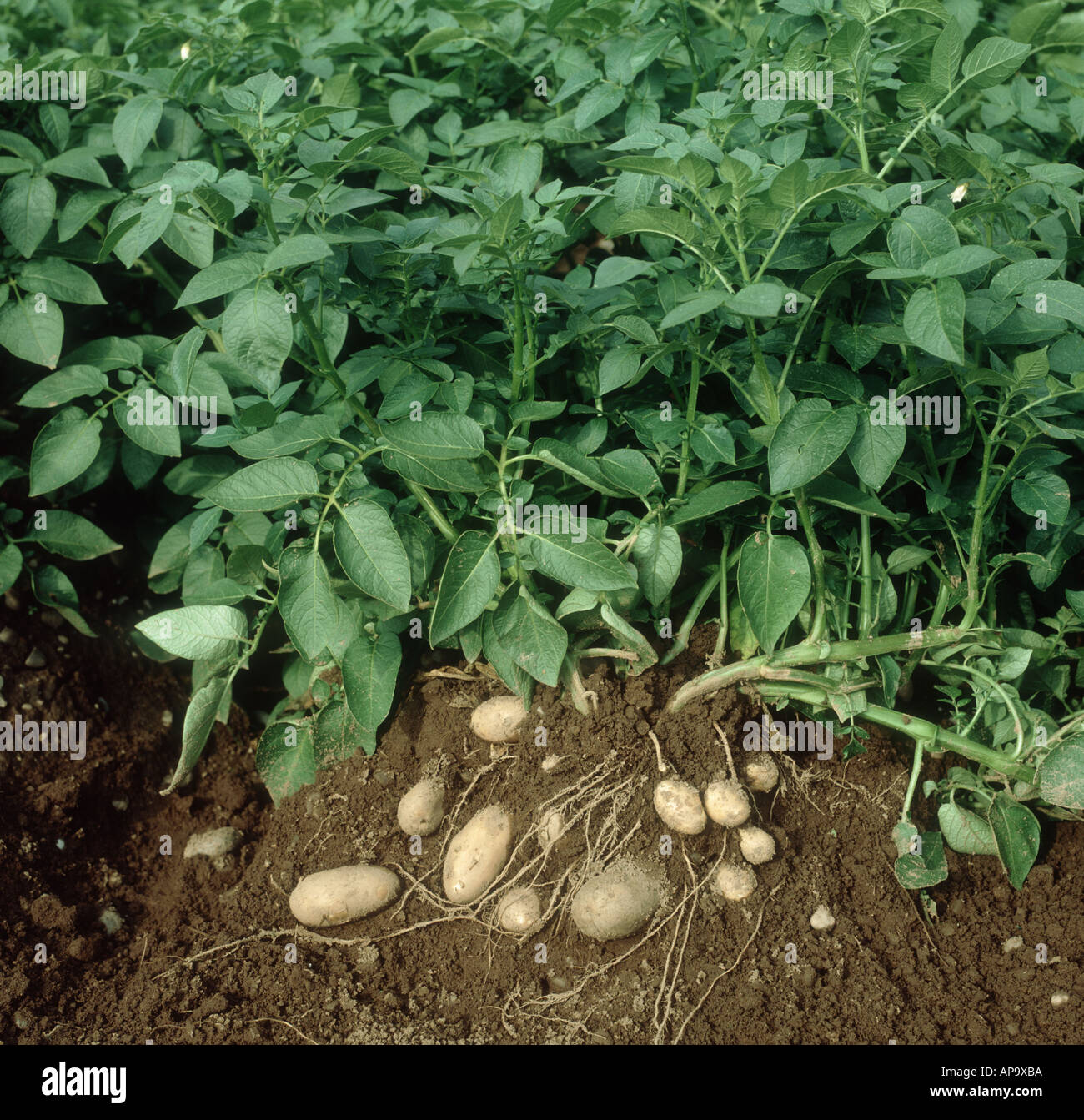 Planta de patata dentro de un cultivo con suelo removido para exponer las  patatas de maduración Fotografía de stock - Alamy