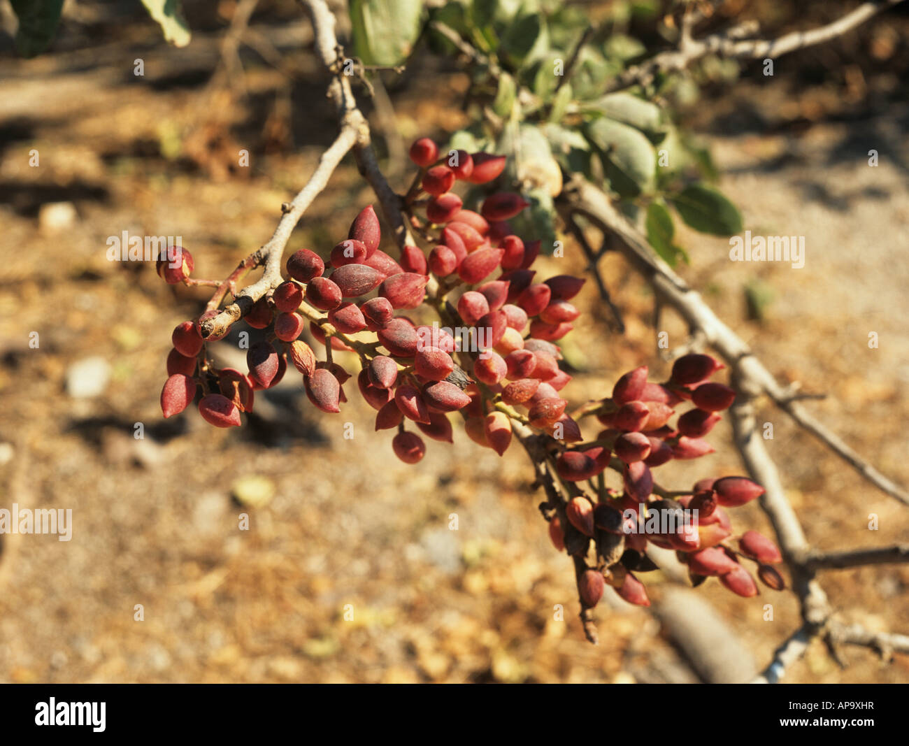 Árbol de pistacho Fotografía de stock Alamy