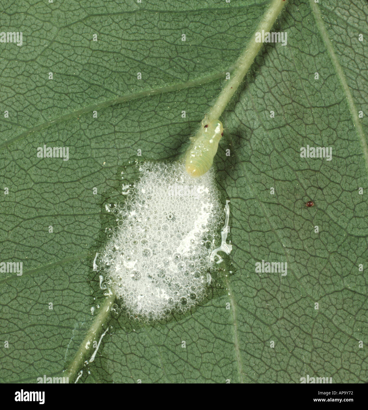 Escupir espuma fotografías e imágenes de alta resolución Alamy