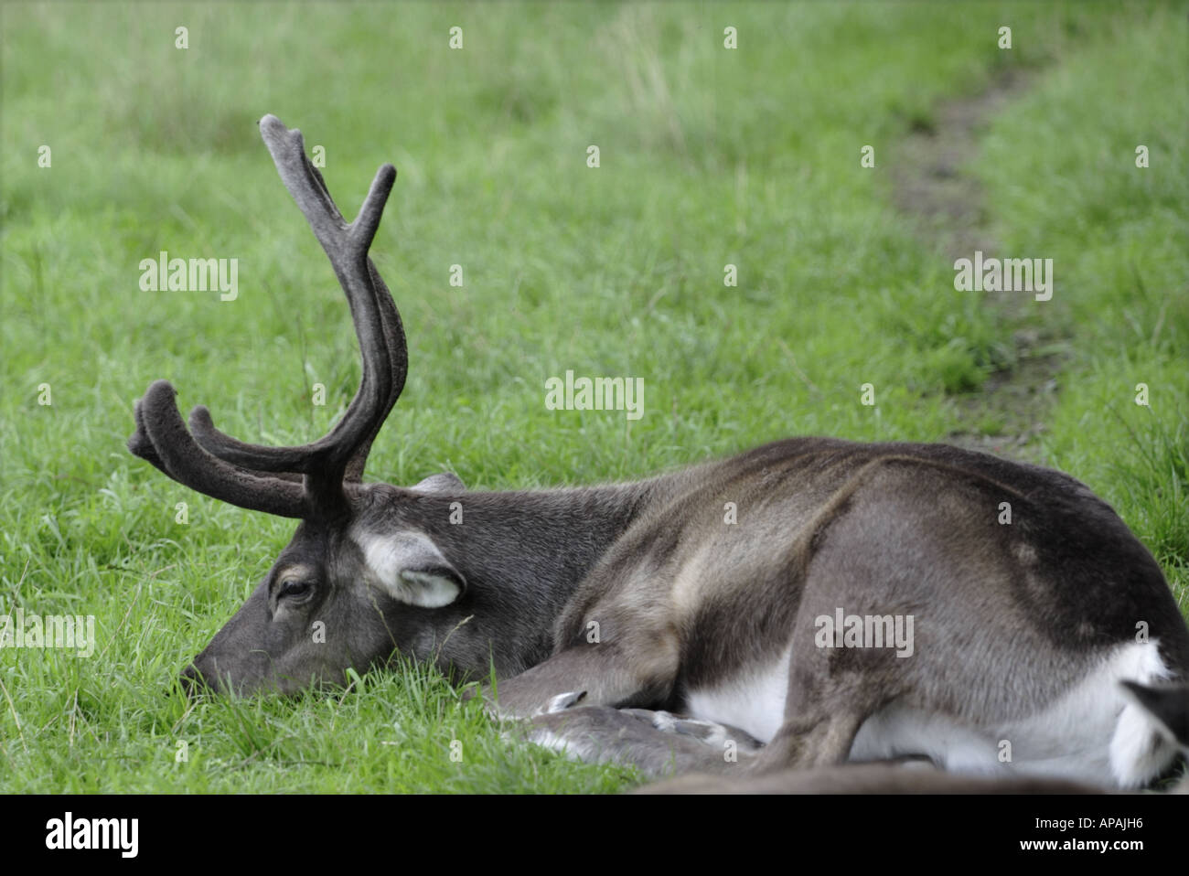 Los renos (Cervidae rangifer) o caribou sentar sobre el césped Foto de stock