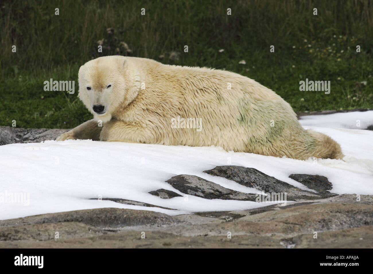 El oso polar Ursus maritimus tumbado sobre rocas cubiertas de hielo Foto de stock