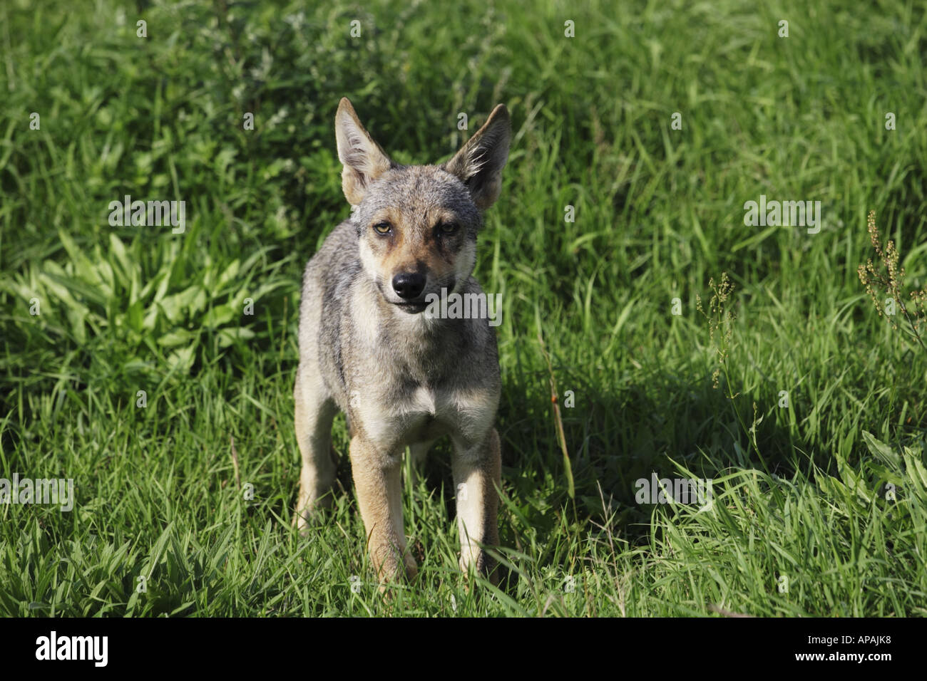 Joven cachorro de lobo (Canis lupus) con orejas erguidas. Foto de stock