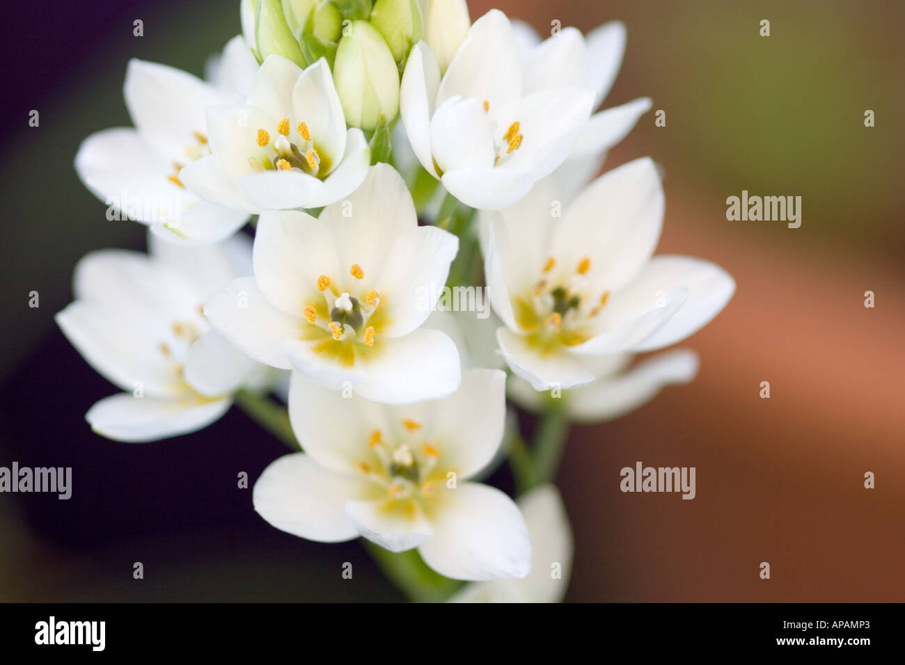 Pregunto-flor ornithogalum thyrsoides chincherinchee origen : Cabo , Sudáfrica. Foto de stock