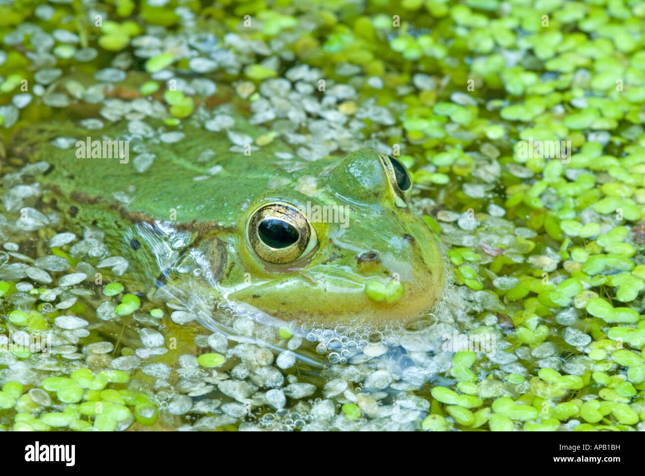 Unión comestibles RANA rana esculenta en estanque entre Lemna Foto de stock