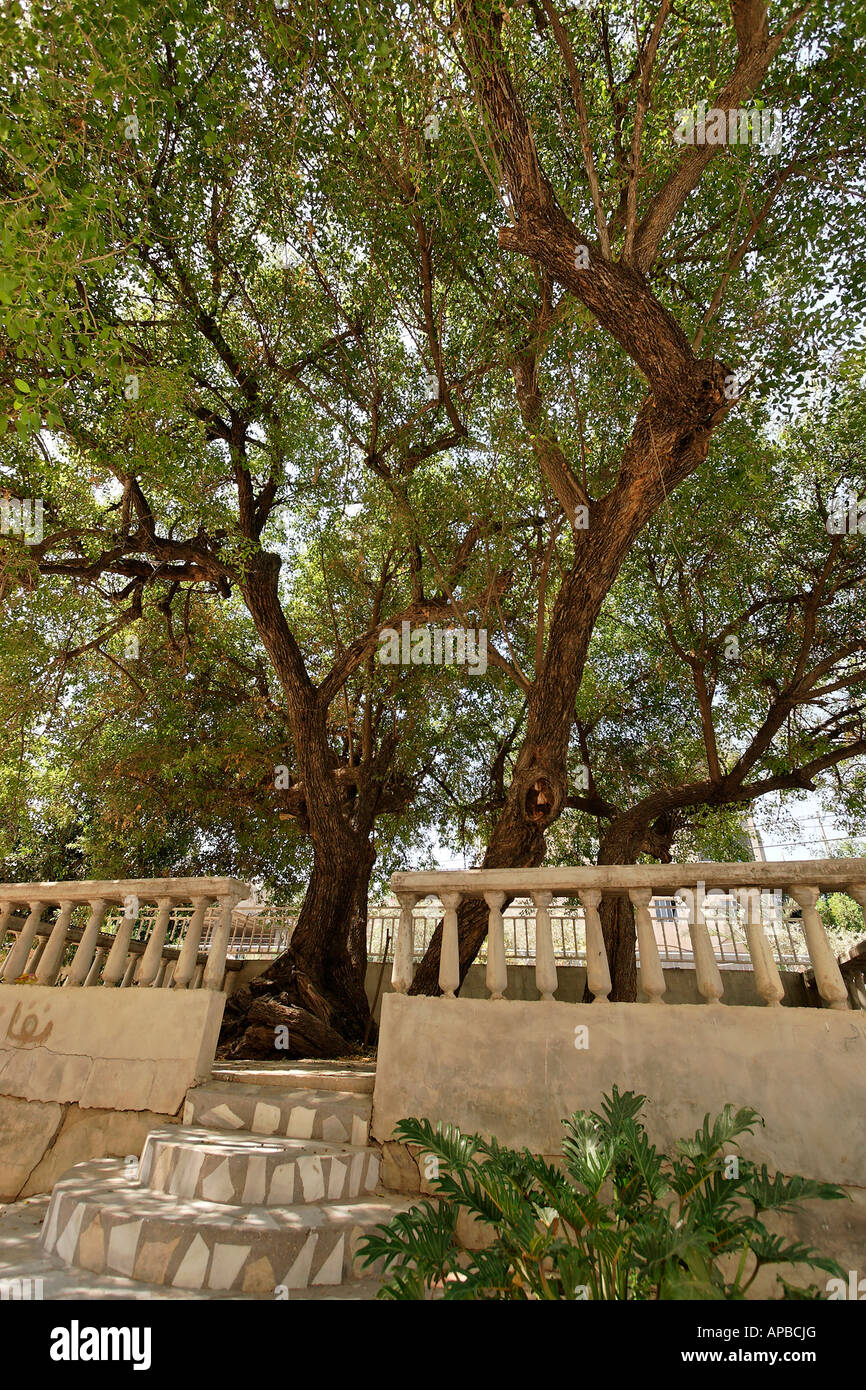 Israel la Baja Galilea la azufaifa árbol de Nabi Shueib en Mrar