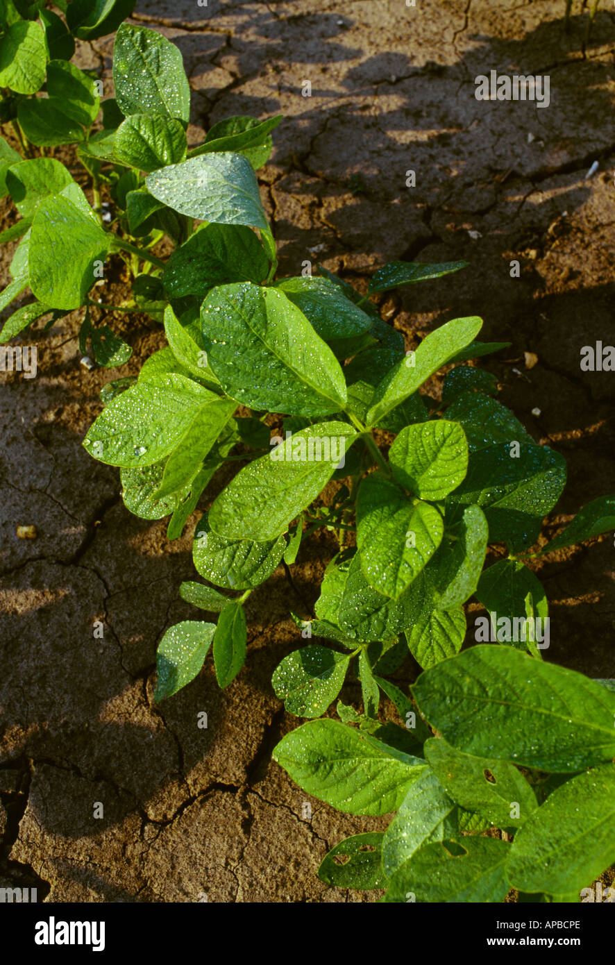 Agricultura El crecimiento temprano de las plantas de soya creciendo