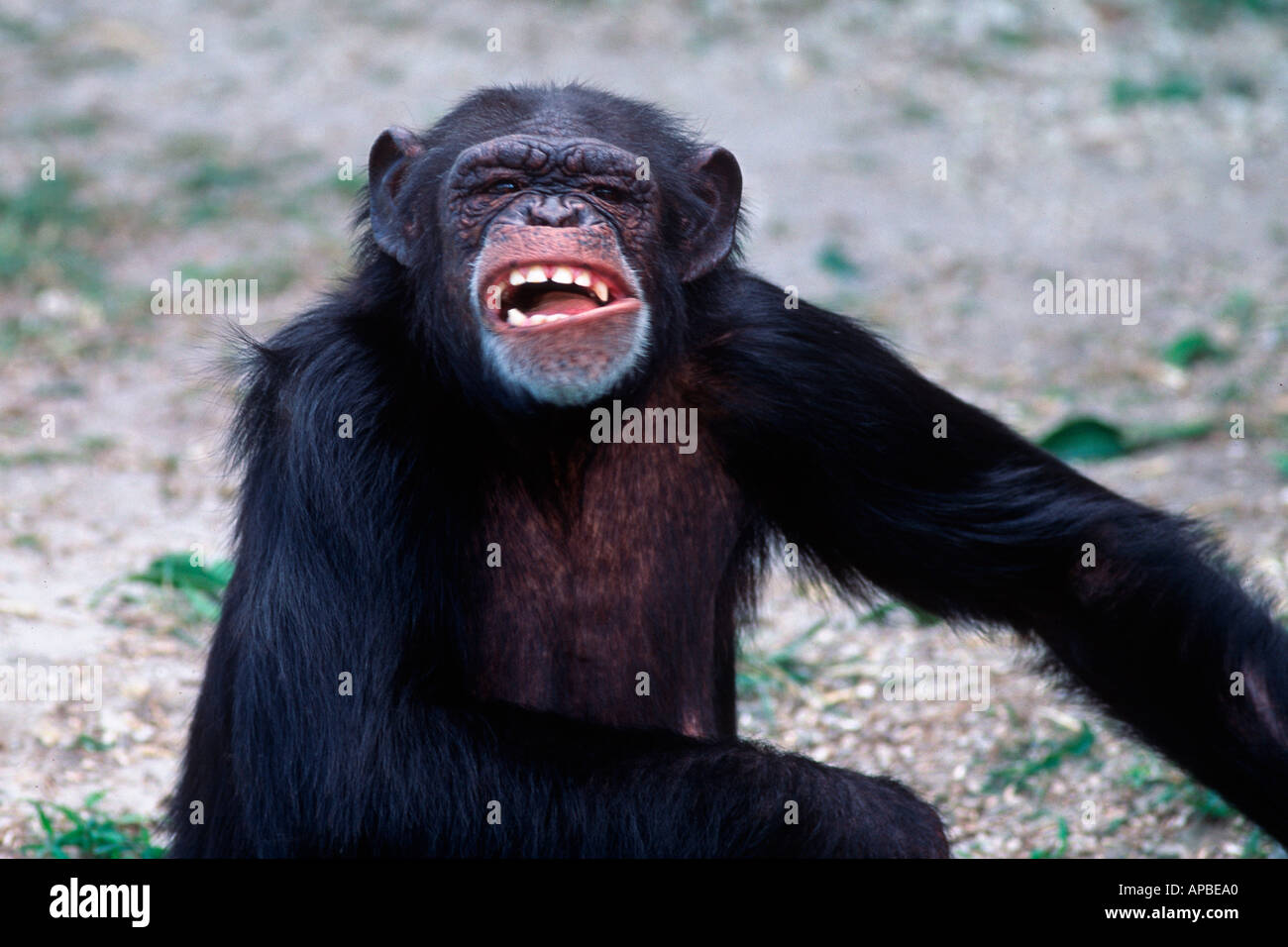 Close-up do macaco mixedbreed entre o chimpanzé e o bonobo