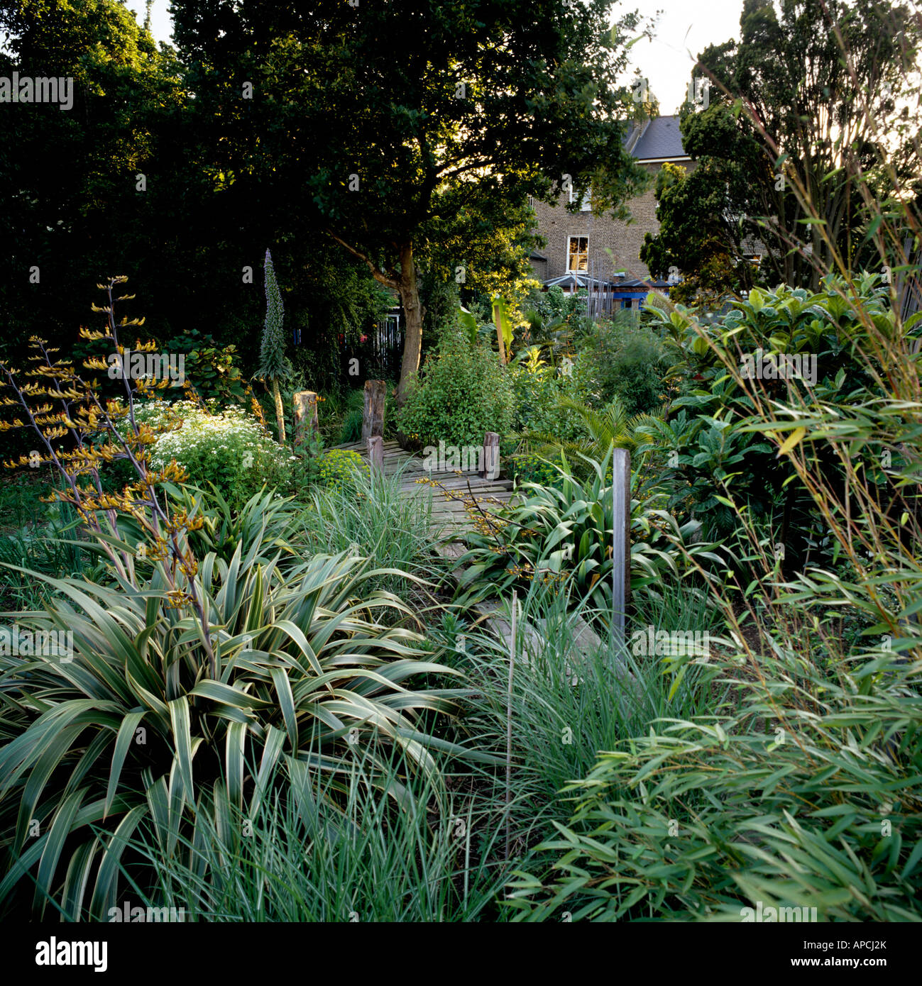 Londres Jardín plantado con yuca y bajo crecimiento hierbas de Nueva Zelanda Foto de stock