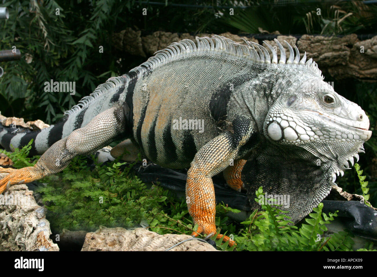 Iguana de las rocas Foto de stock