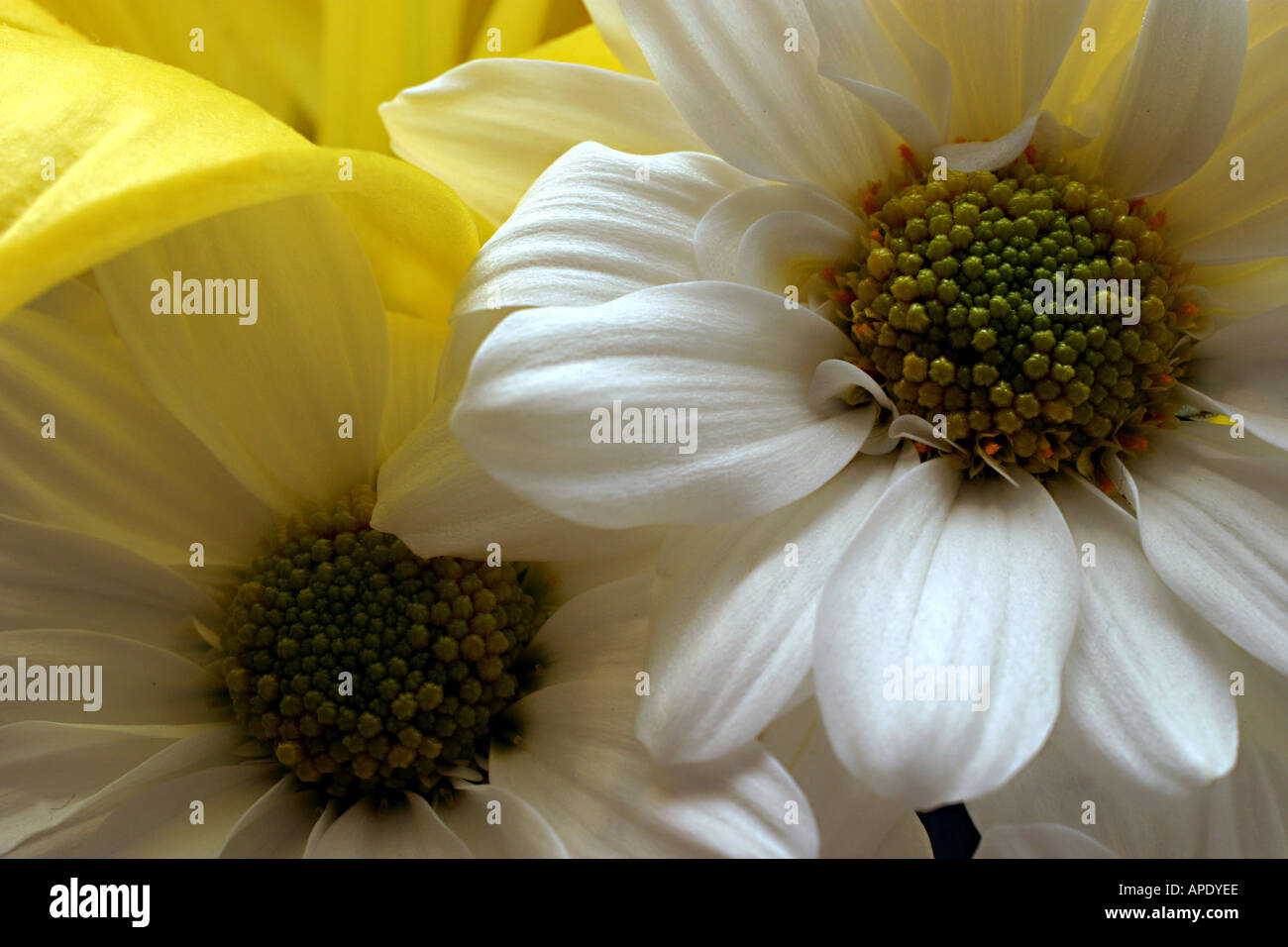 Arreglos florales de boda fotografías e imágenes de alta resolución - Alamy