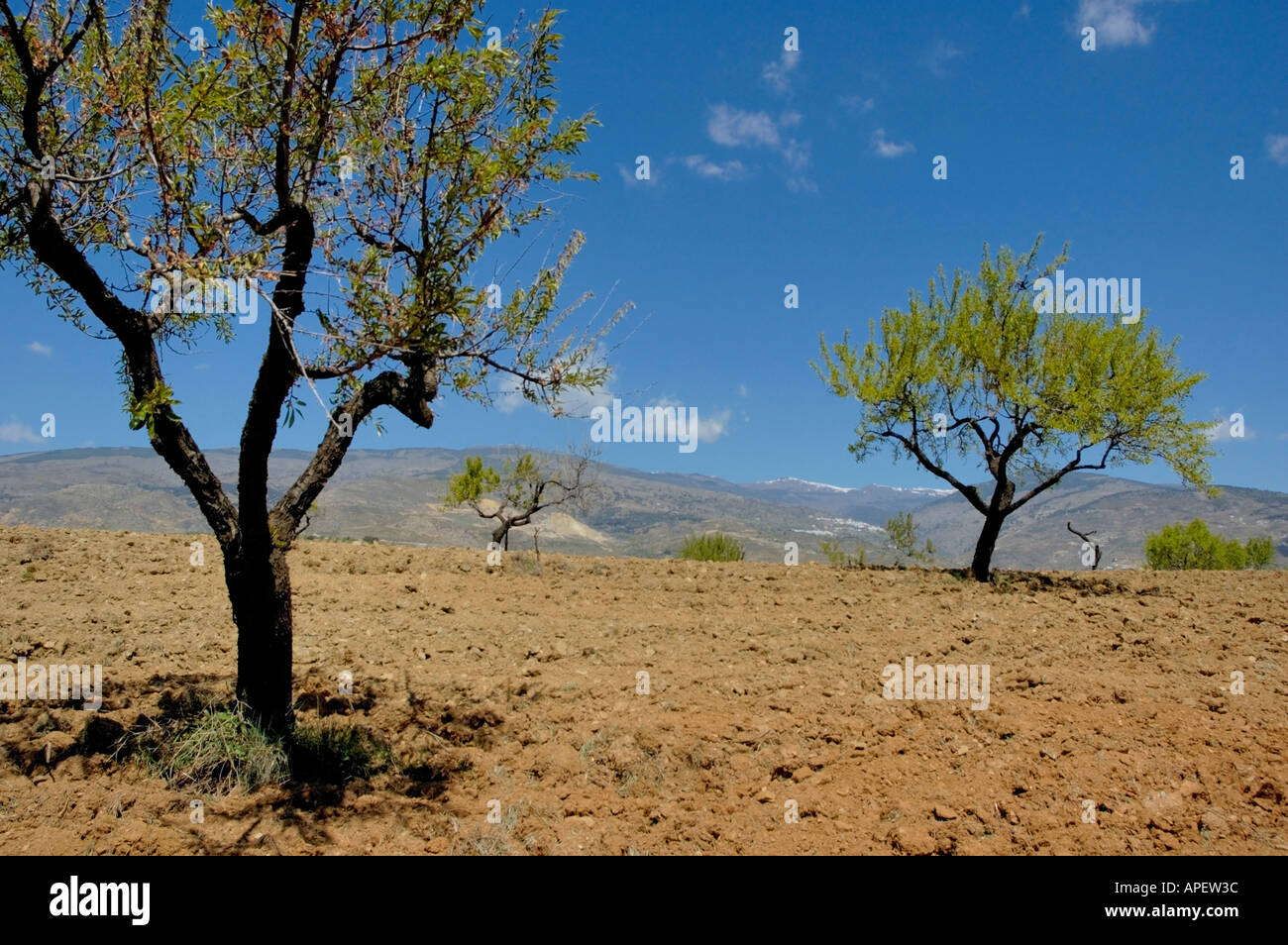 Andalucía, España - árboles frutales en los surcos del campo cerca de las  Alpujarras Granada Andalucía Fotografía de stock - Alamy