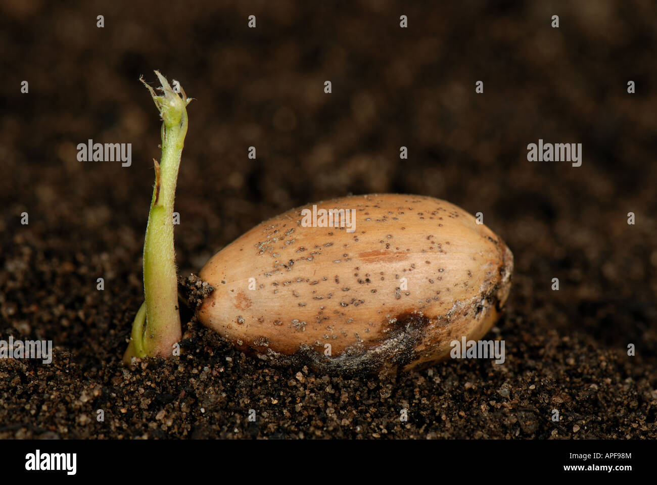 Un roble Quercus robur acorn tumbado en el suelo germinando vástago aéreo comienza a desarrollar Foto de stock