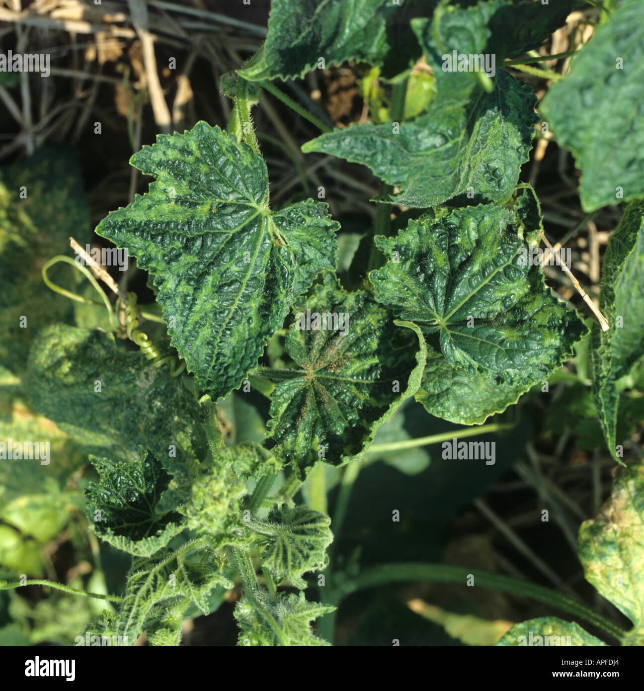 Cucumber mosaic virus CMV distorsionado deja de pepino Foto de stock