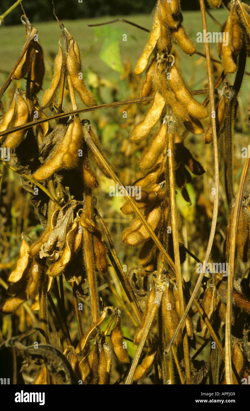 Maduración de las vainas de soja en la planta de Mississipi EE.UU. Foto de stock