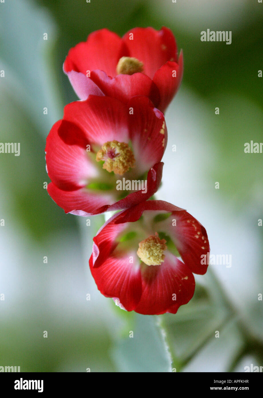 Abutilon, floración, Maple, Chino Bell Flower, farolillos, malva o Indian Mallow, Abutilon 'Herzblut', Malvaceae Foto de stock