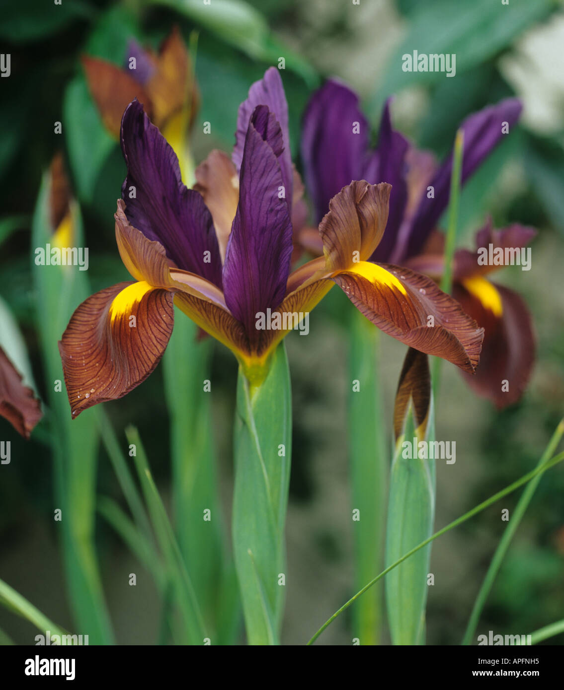 Las flores de iris Black Beauty Fotografía de stock - Alamy