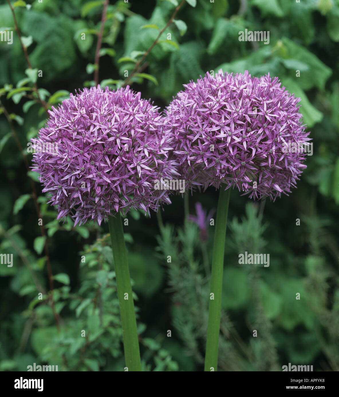 Allium Globemaster flowerheads redonda violeta Foto de stock