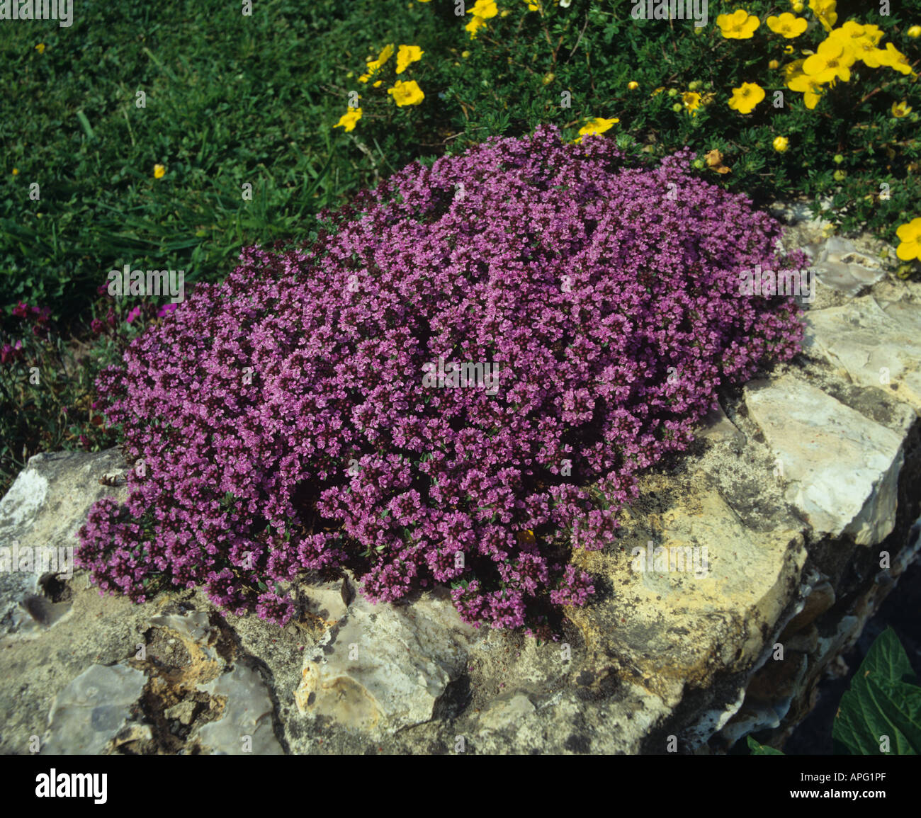 Floración tomillo Thymus sp Foto de stock