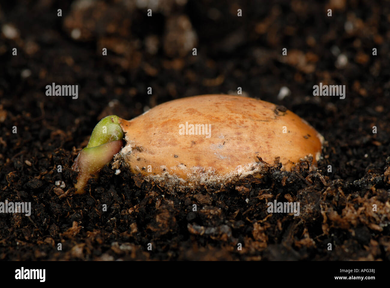 Un roble Quercus robur acorn tumbado en el suelo germinando vástago aéreo comienza a desarrollar Foto de stock