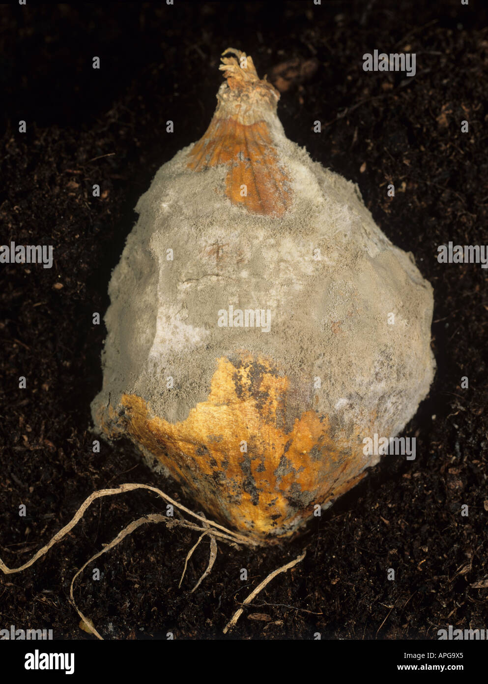 El moho gris Botrytis cinerea en cebolla cosechada en la tienda Foto de stock