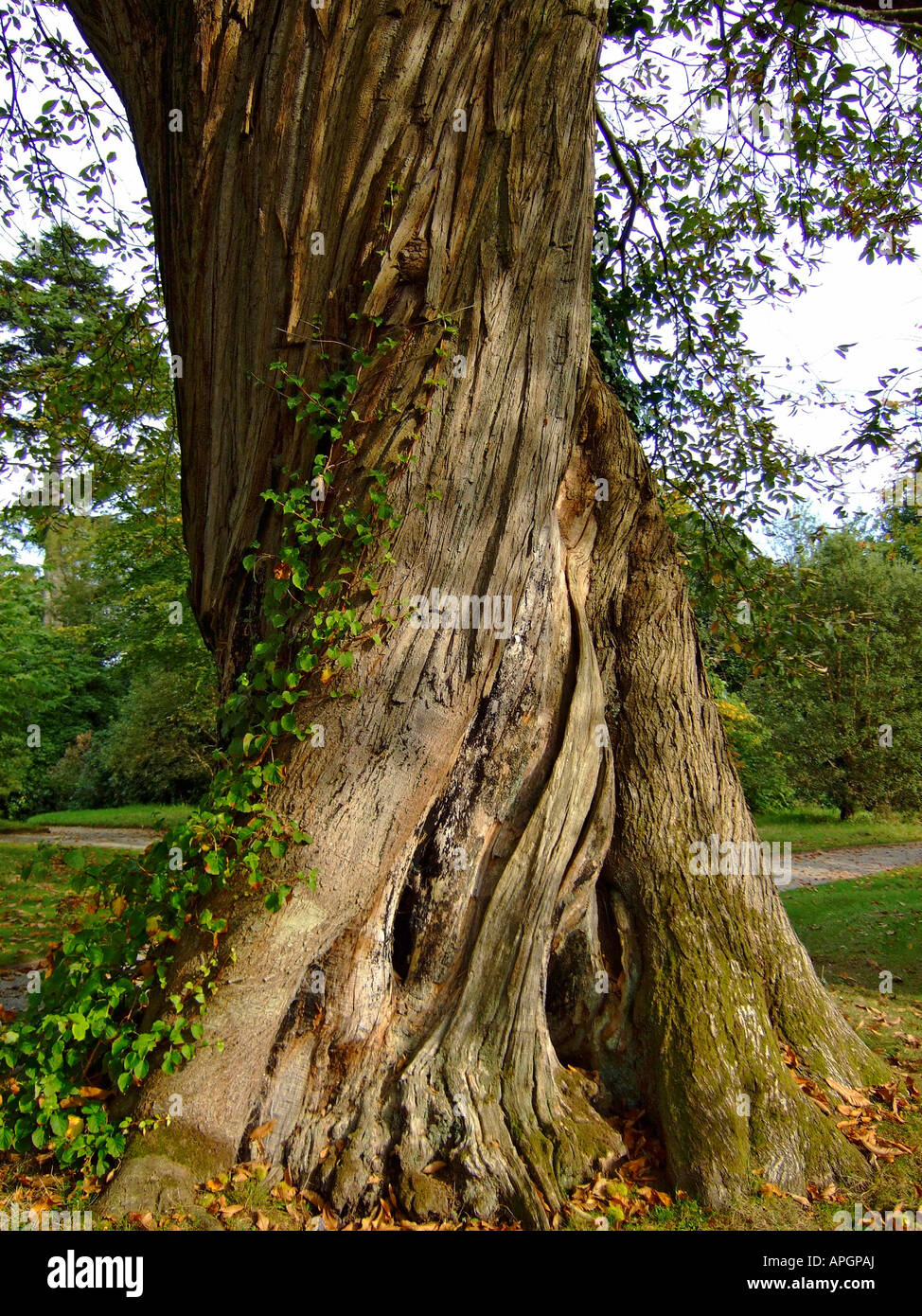 "Tronco retorcido, Devon, Inglaterra' Foto de stock