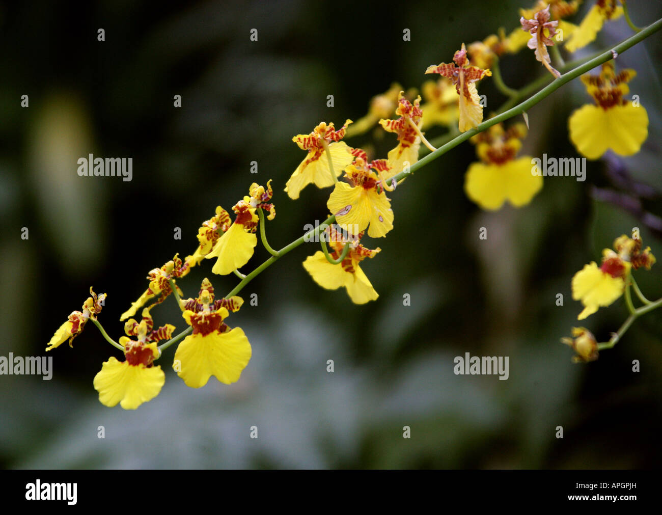 Orquídea de lluvia dorada fotografías e imágenes de alta resolución - Alamy