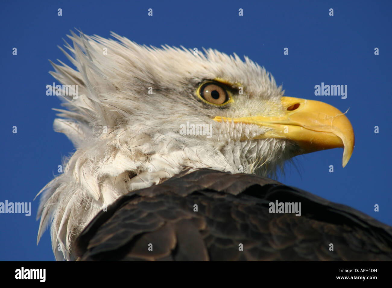 Blanco y negro American Eagle piebald cara viendo Foto de stock