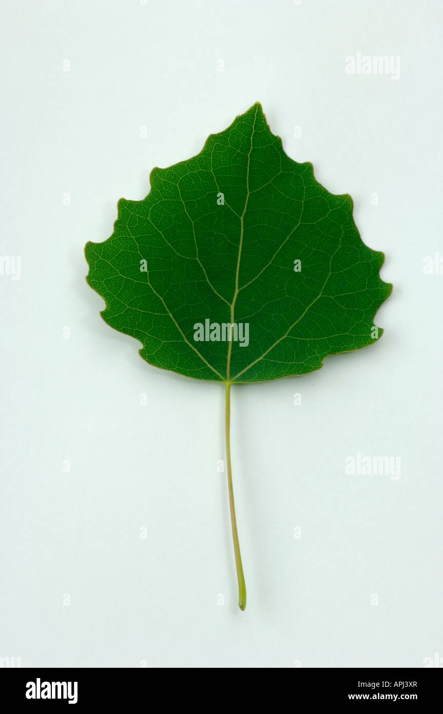Aspen Populus tremula leaf studio picture Foto de stock
