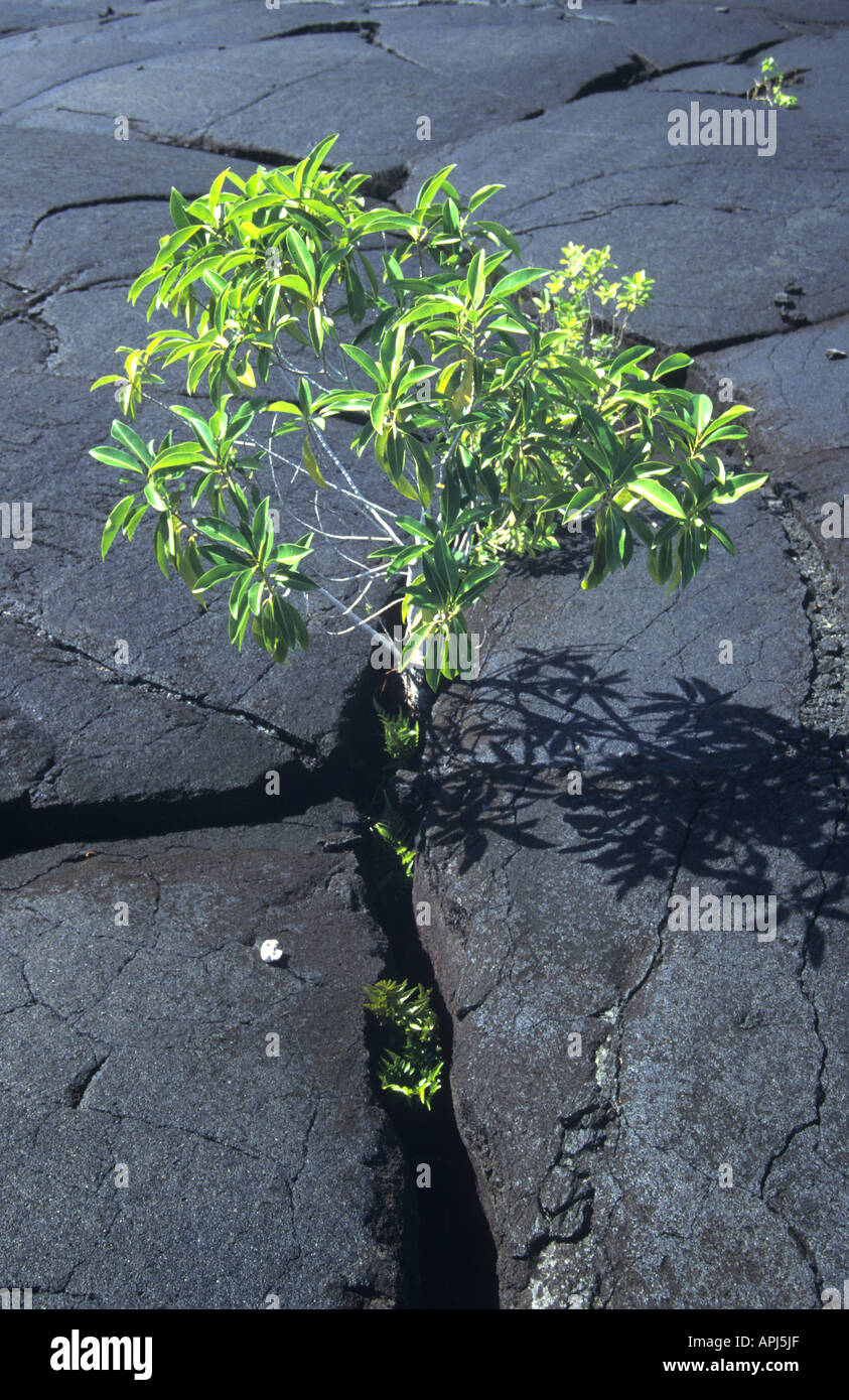 Cama de lava de Samoa Occidental con la nueva vegetación estalla a través de grietas Foto de stock