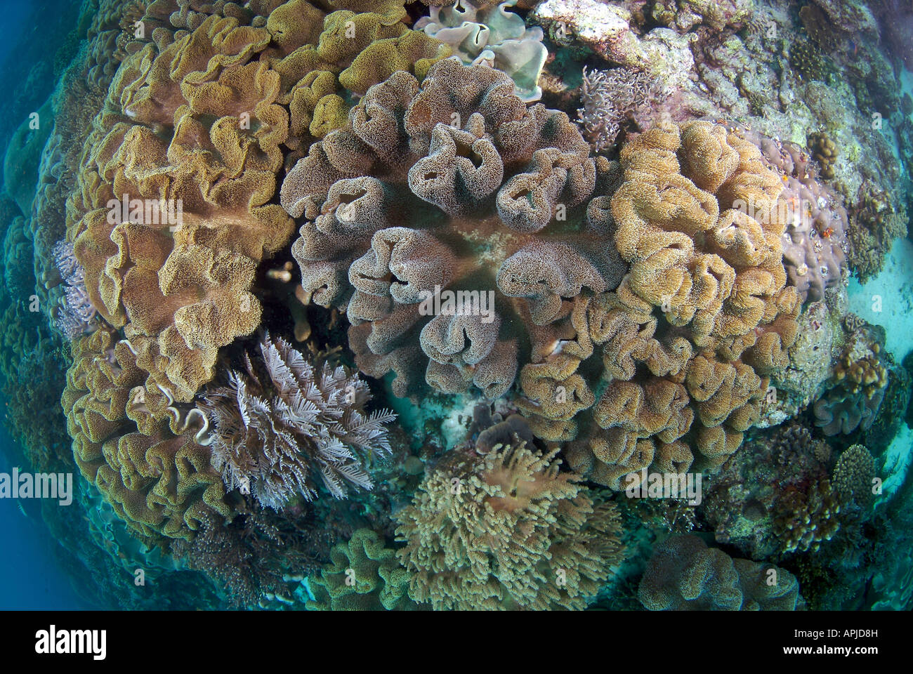 Varias especies de hongos y Coral Cuero Cuero lobuladas ocupan un prístino arrecife de coral en Indonesia Foto de stock