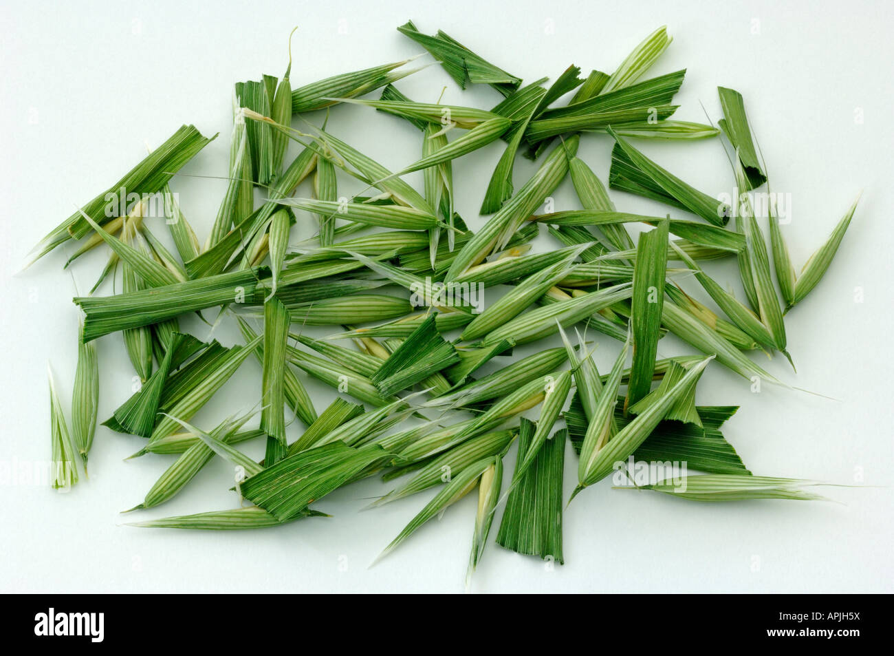 Avena sativa fotografías e imágenes de alta resolución Alamy