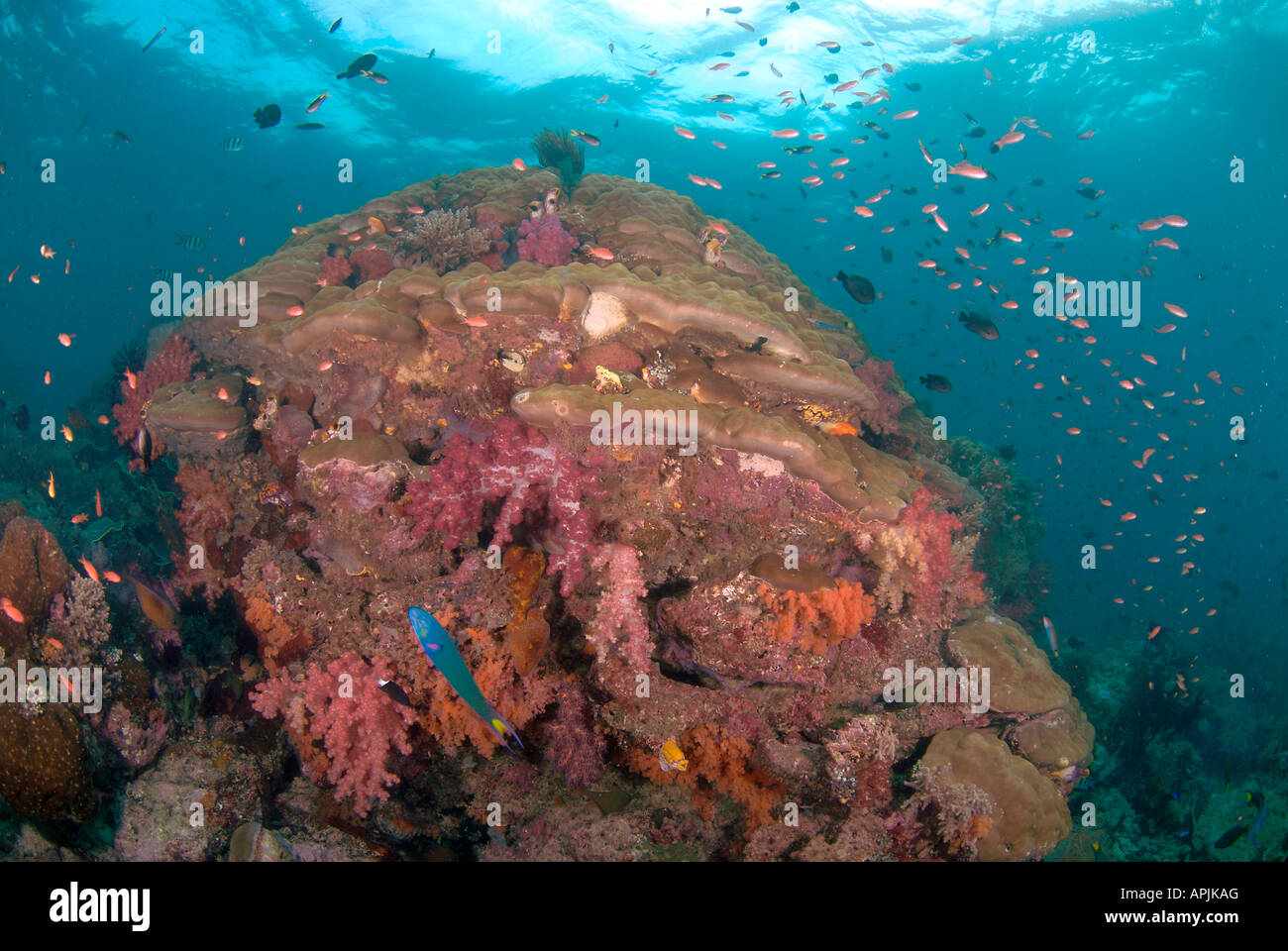 Un gran montículo de coral sanos y peces de arrecife isla Misool Fiabocet Rajá Islas Ampat Irian Jaya Foto de stock
