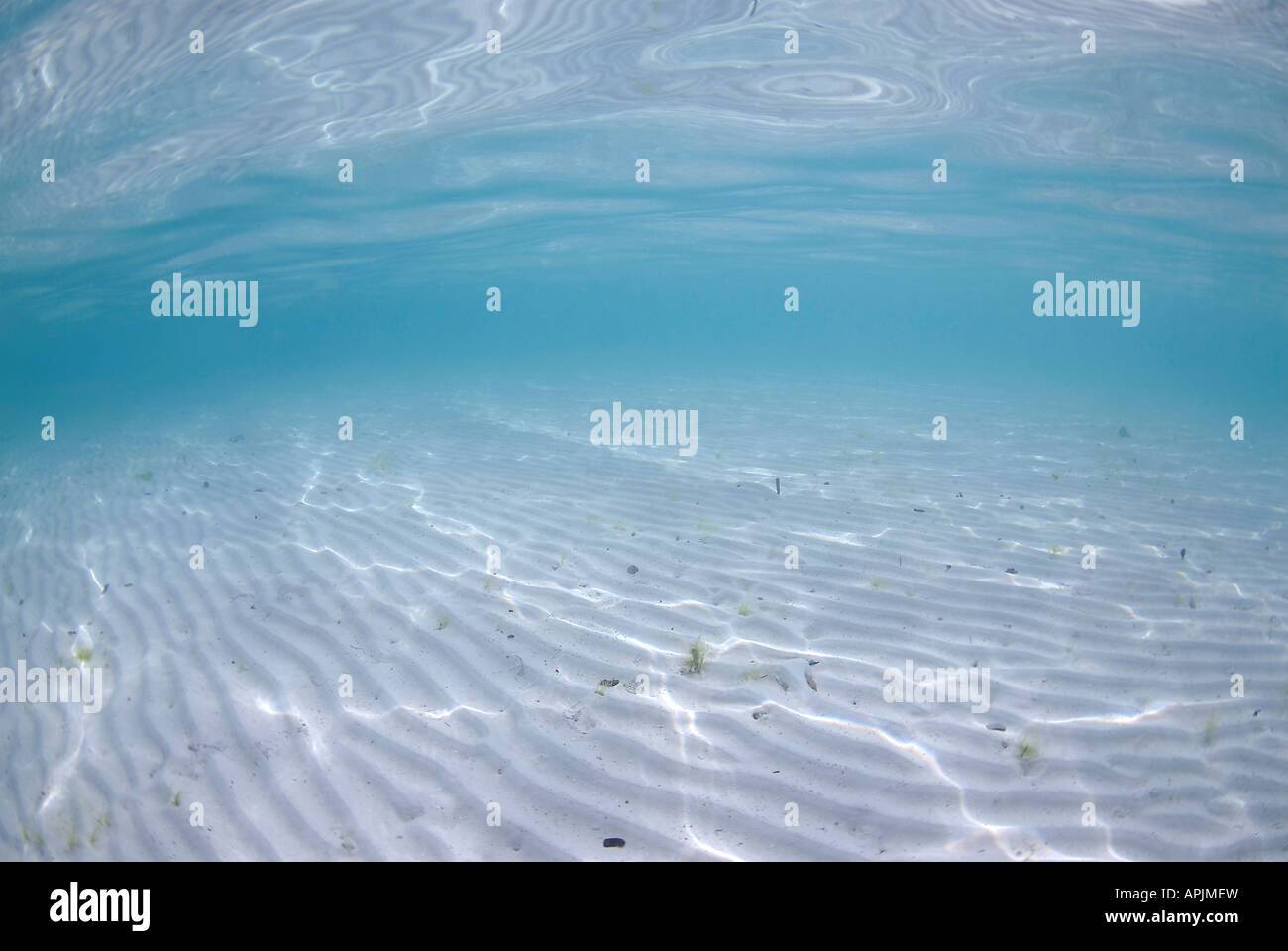 Vista submarina de ondulaciones de arena blanca limpia y bue Indonesia Raja Ampat Islas de agua Foto de stock