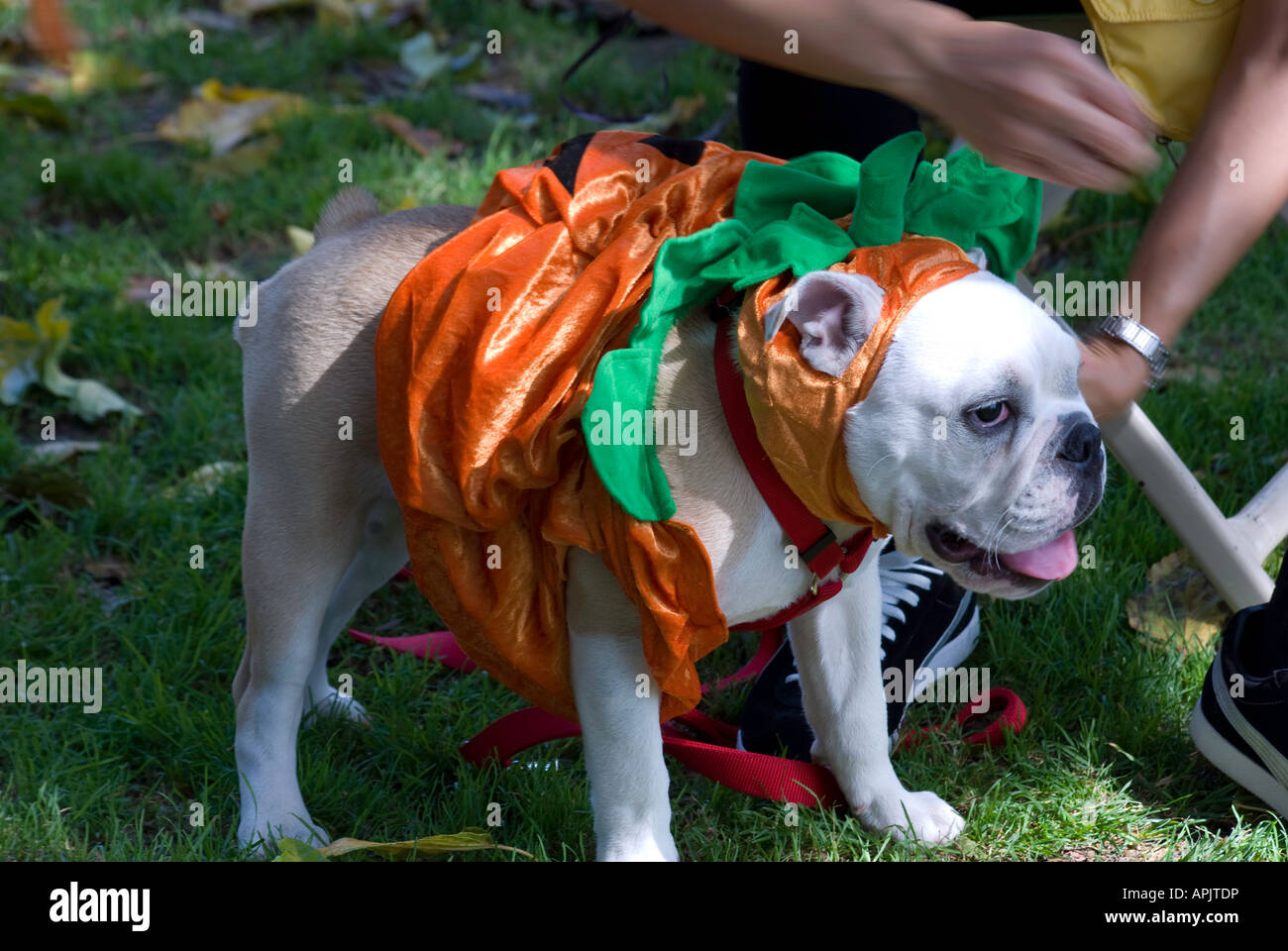 Dog in fancy dress fotografías e imágenes de alta resolución - Página 3 -  Alamy