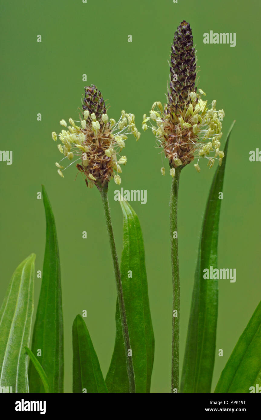 Inglés, Ribwort llantén (Plantago lanceolata), flores y hojas Foto de stock