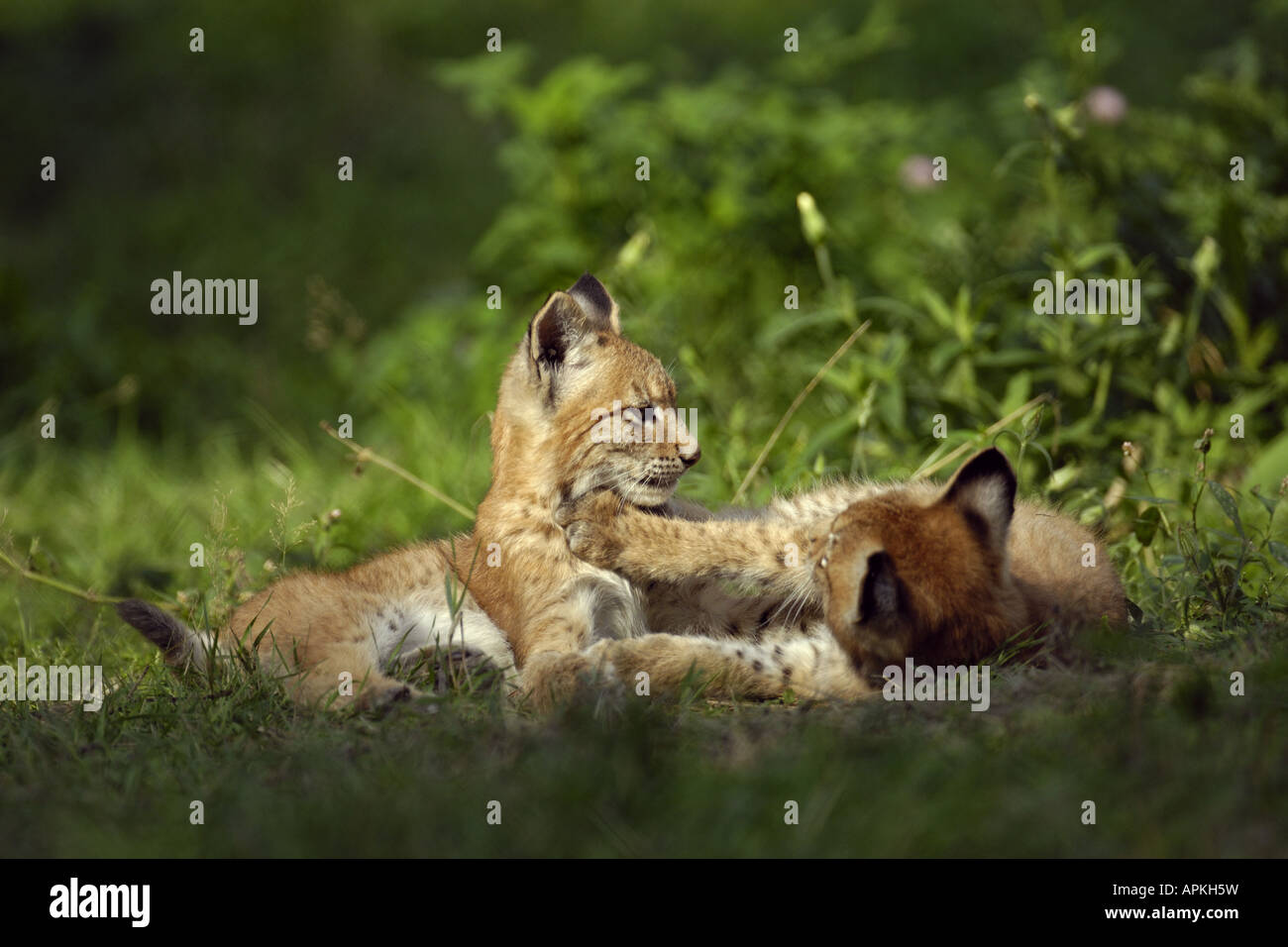El lince eurásico (Lynx lynx), Cachorros jugando Foto de stock