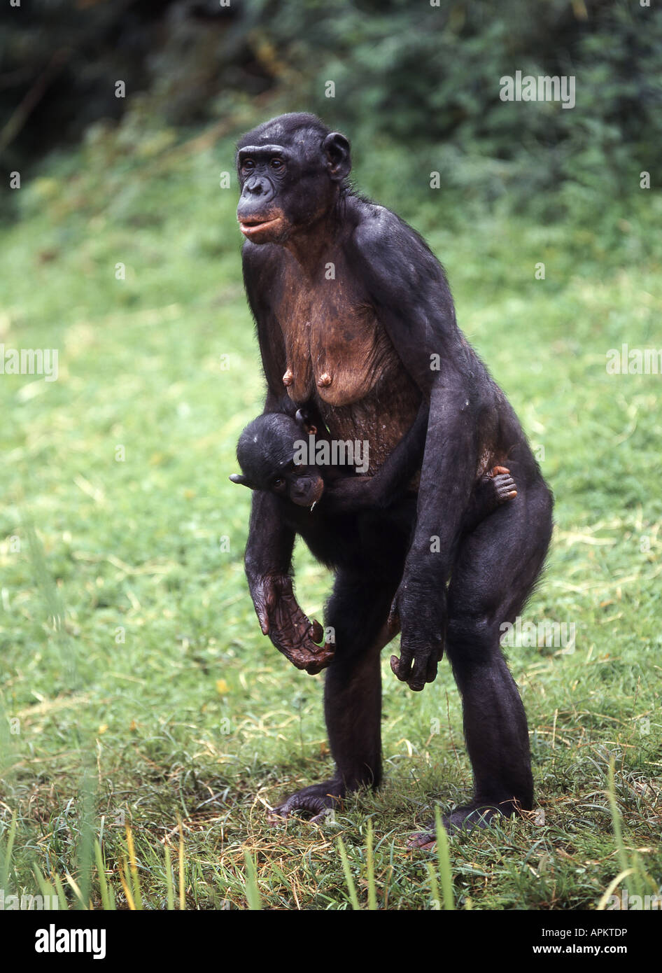 Bonobo, el chimpancé pigmeo (Pan paniscus), de pie con el PUP Fotografía de  stock - Alamy