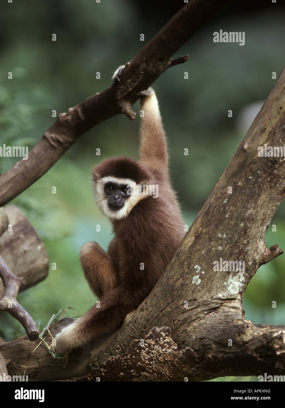 Dark-handed gibbon, negro-handed Gibbon, ágil gibbon (Hylobates agilis), sentado en una rama Foto de stock